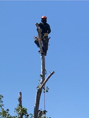 Benjamin's Tree Service - We look forward to the opportunity to earn your loyalty and become your go-to Las Vegas tree service company with our high-quality tree service and very fair pricing. Benjamin's Tree Service - We look forward to the opportunity to earn your loyalty and become your go-to Las Vegas tree service company with our high-quality tree service and very fair pricing.