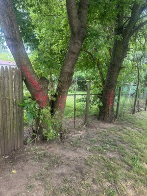 Tree removal - Here is another tree job Rings construction completed Tree removal - Here is another tree job Rings construction completed
