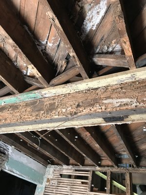 Termite Customer - Eastern Subterranean Termites damaging the wood. Termite Customer - Eastern Subterranean Termites damaging the wood.