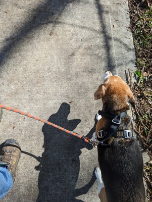 Staying calm with distractions - Jenny can get a little excited with distractions while walking. With rewards-based training she is polishing her patience skills and learning to stay calm. She is doing fantastic and is such a sweetie! Staying calm with distractions - Jenny can get a little excited with distractions while walking. With rewards-based training she is polishing her patience skills and learning to stay calm. She is doing fantastic and is such a sweetie!