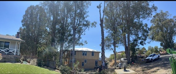 16 Huge Eucalyptus. Removed and Stump Grinded - This project was to remove 16 big eucalyptus within 10 days showing proof of workers/liability insurance and license. My crew and I were able to finish by the dead line. No matter how big or small the job is, I’m here to help. Thank you for considering Cal-Line Tree Care, LLC. 16 Huge Eucalyptus. Removed and Stump Grinded - This project was to remove 16 big eucalyptus within 10 days showing proof of workers/liability insurance and license. My crew and I were able to finish by the dead line. No matter how big or small the job is, I’m here to help. Thank you for considering Cal-Line Tree Care, LLC.