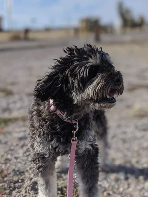 Pets that have been transported - Our drivers and flight nannies are skilled in monitoring your pet’s health and happiness all along the way. Having a lifetime of experience with animals and being able to determine any issues is a crucial part of your pet arriving safely and as stress-free as possible.
And as you browse this site, all of the pets you see in the photos are pets that traveled with us safely to their destinations. There are zero “stock photos” on this website.
Click “Learn More” to read about how we go above and beyond to make your pet’s travel experience a good one. Pets that have been transported - Our drivers and flight nannies are skilled in monitoring your pet’s health and happiness all along the way. Having a lifetime of experience with animals and being able to determine any issues is a crucial part of your pet arriving safely and as stress-free as possible.
And as you browse this site, all of the pets you see in the photos are pets that traveled with us safely to their destinations. There are zero “stock photos” on this website.
Click “Learn More” to read about how we go above and beyond to make your pet’s travel experience a good one.