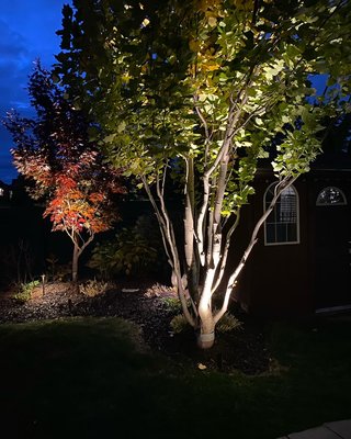 Landscape Lighting Job-Project Maple - Landscape Lighting Job-Project Maple