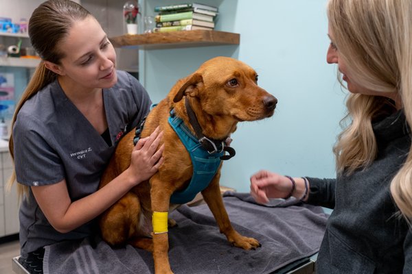 Urgent Care for pets - Similar to urgent care for humans, our veterinary clinics provide pet urgent care for furry family members who require immediate medical attention. Examples would be if your pet is experiencing significant, increasing, or prolonged pain, or has had an interaction you suspect could be trouble (swallowing foreign objects or potentially dangerous foods).

Veterinary Urgent Care symptoms can look like:

Coughing, Sneezing
Vomiting & Diarrhea
Loss of Appetite
Poison/Toxic Ingestion
Urinary Tract Problems
Abscesses
Back Pain
Cuts & Scrapes
Fracture Assessment
Wounds & Lacerations
Allergies
Anal Glands – Scooting
Ear Infections
End of Life Lumps
Parasites