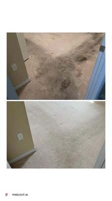 Contact the stain doctor - Two cousins steam is the solution to your carpet 
Contact us for an estimate.