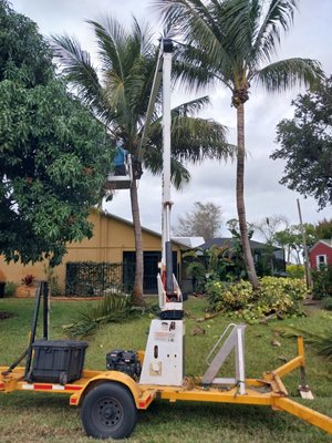 Coconut palms cleanup. - book your service with us no job too big no job too small we do it all Coconut palms cleanup. - book your service with us no job too big no job too small we do it all