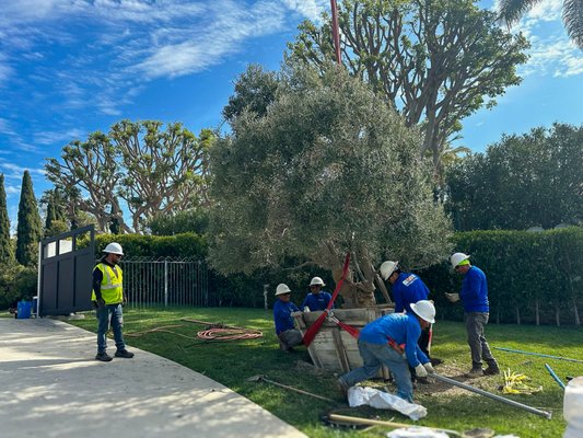 San Gabriel Olive Installation - Recently installed San Gabriel Olive tree. These fruitless beauties are prized for their unique foliage and thick dense shade. Plus, these are fruitless! San Gabriel Olive Installation - Recently installed San Gabriel Olive tree. These fruitless beauties are prized for their unique foliage and thick dense shade. Plus, these are fruitless!