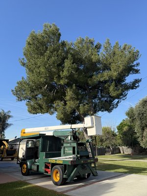 Pruning of large Pine tree - usual every few years trimming of Pine tree Pruning of large Pine tree - usual every few years trimming of Pine tree