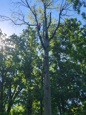 Professional Tree Service - Tree service serving northeast Ohio, specializing in hazardous and technical Tree work. Professional Tree Service - Tree service serving northeast Ohio, specializing in hazardous and technical Tree work.