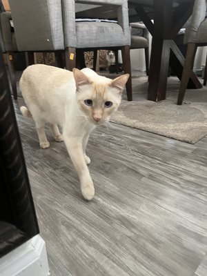 Cat Sitting - I offer in-house cat sitting, both overnight and daily checks.