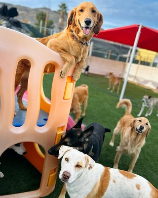 Deluxe Doggy Daycare - For Deluxe Doggy Daycare approached us with the need for a durable, low-maintenance surface that could withstand the energetic play of dogs while maintaining a clean, attractive appearance. Our team collaborated closely with them to select and install pet-friendly turf that is not only safe and comfortable for animals but also durable enough to handle heavy foot traffic, rain, and occasional digging. The result was a beautiful, functional play area where dogs could run, play, and enjoy themselves without the concern of muddy paws or worn-out grass.