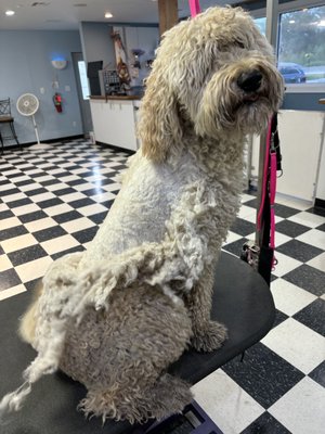 Dematting Dogs - We often get dogs in that have mats on their body, caused by long hair that hasn't been combed from root to ends on a regular basis. Add in the wet weather and sloppy puddles and it ends in a tight tangle that can cause serious pain to the dog's skin. Take a look at some of the dematting shave downs we have done for dogs over the past month!
If your dog is struggling with a matted fur, give us a call and we'll work to get your pooch in ASAP! Dematting Dogs - We often get dogs in that have mats on their body, caused by long hair that hasn't been combed from root to ends on a regular basis. Add in the wet weather and sloppy puddles and it ends in a tight tangle that can cause serious pain to the dog's skin. Take a look at some of the dematting shave downs we have done for dogs over the past month!
If your dog is struggling with a matted fur, give us a call and we'll work to get your pooch in ASAP!