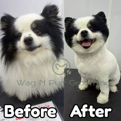 Lucia & Chopper - Before and After photo Lucia & Chopper - Before and After photo