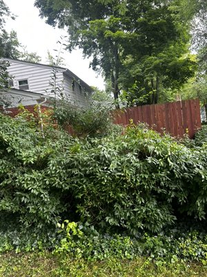 Hedge trimming - This was a hour and a half project just basic trimming Hedge trimming - This was a hour and a half project just basic trimming