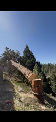 Tree removals - These are photos from several large and technical tree removal projects. With skilled climbers and access to all the equipment necessary, no tree is too difficult for us to remove!