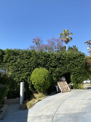 Trimming hedges - No matter how big or small your yard, trimming hedges is an important part of any landscape maintenance routine. Trimming hedges - No matter how big or small your yard, trimming hedges is an important part of any landscape maintenance routine.