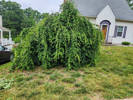 Ornamental Tree Pruning - This weeping tree was in need of a hair cut. Ornamental Tree Pruning - This weeping tree was in need of a hair cut.