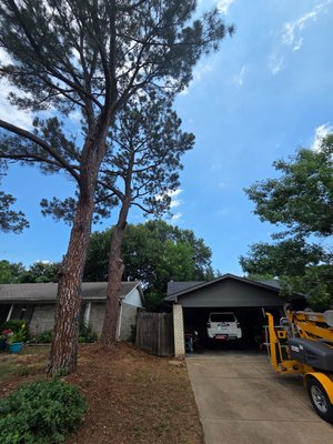 pine tree limb reduction over structure - this pine tree some major limbs about 25 ft over the homeowners roof. my team and I am in and rigged the limbs safely away from the home and disposed of them