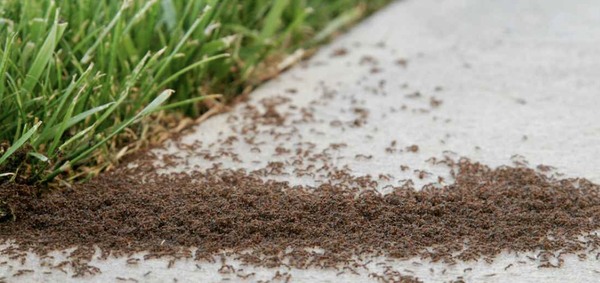 Effective Ant Termination - Say goodbye to ant trails with Cunningham Termite & Pest Control. Our family-owned business is committed to delivering impeccable pest control solutions to property owners in Mashpee, MA, and all of Cape Cod, MA. DIY methods might offer temporary relief, but for complete ant removal and long-term control, it's time to call the experts. Our specialists will eliminate the immediate danger and provide a comprehensive plan to prevent future infestations. Take back control of your home—dial (508) 477-7603 and hire our relentless services today. Effective Ant Termination - Say goodbye to ant trails with Cunningham Termite & Pest Control. Our family-owned business is committed to delivering impeccable pest control solutions to property owners in Mashpee, MA, and all of Cape Cod, MA. DIY methods might offer temporary relief, but for complete ant removal and long-term control, it's time to call the experts. Our specialists will eliminate the immediate danger and provide a comprehensive plan to prevent future infestations. Take back control of your home—dial (508) 477-7603 and hire our relentless services today.