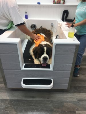 Self-service Dog Wash - A stress-free, friendly environment for pets & family! - A one-of-a-kind self-serve dog wash open Tuesday - Friday 8 am - 4:30 pm and Saturday 8 am - 2:30 pm. We provide all you need to wash, dry and brush your own dog. We have custom built tubs that are about 3' high with easy access for your dog to walk-in and out of and harnesses to keep them stable while you bathe them. No appointment needed. Ultra-clean environment and very kid friendly with children aprons and stepping stools so they can help out with cleaning their pups! Adult aprons available too! Self-service Dog Wash - A stress-free, friendly environment for pets & family! - A one-of-a-kind self-serve dog wash open Tuesday - Friday 8 am - 4:30 pm and Saturday 8 am - 2:30 pm. We provide all you need to wash, dry and brush your own dog. We have custom built tubs that are about 3' high with easy access for your dog to walk-in and out of and harnesses to keep them stable while you bathe them. No appointment needed. Ultra-clean environment and very kid friendly with children aprons and stepping stools so they can help out with cleaning their pups! Adult aprons available too!