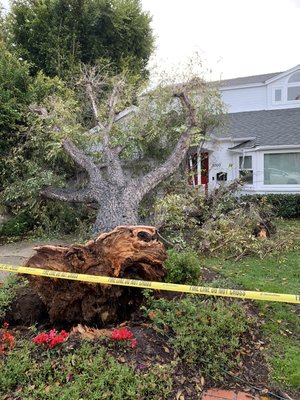 Fallen tree in Manhattan beach 2019 - We are more the ready to help when you need an emergency, we are enjoy helping others with their needs.. 
That’s why REYNOSO TREE SERVICE makes the different, 
My crew spent hours together, that’s why we enjoy every moment but the main purpose is to keep our clients satisfied
