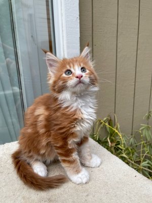 Male kittens - We currently have 4 boys (8 weeks) available. They are happy and playful, looking for new loving homes. Our kittens are fully vaccinated and are in perfect health. Text or message us for additional info. Male kittens - We currently have 4 boys (8 weeks) available. They are happy and playful, looking for new loving homes. Our kittens are fully vaccinated and are in perfect health. Text or message us for additional info.