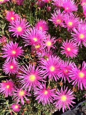 🌸🌷🌺 Flowers - Since 1985, Classic Nursery has been serving Southern California homeowners, landscapers, gardeners, designers, architects, and general contractors.  We pride ourselves on our customer service and wholesale prices offered to the public.

We deliver throughout Southern California and provide FREE delivery to San Fernando Valley addresses for orders over $600. 

Come visit us today!