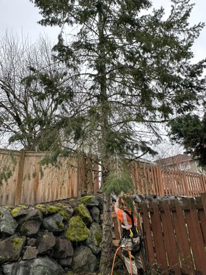 Tree removal - We safely removed this tree to open up the space and give the yard a cleaner, more open look! The area’s all cleared out and ready for the next project. 
Worried about the next windstorm?
Call us today for a free quote.