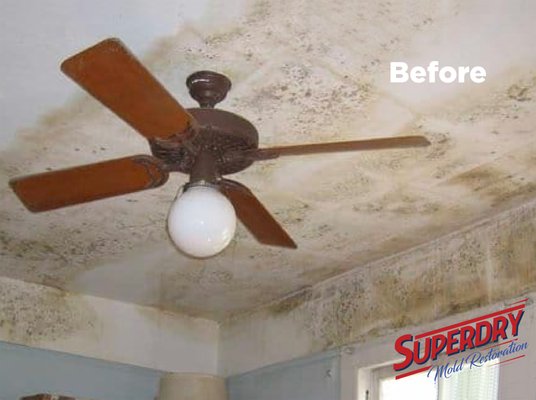 Ceiling Mold Removal - This restoration was done in a bedroom affected by excessive mold growth. SuperDry intervened to remove the mold and disinfect the room to prevent further damage.