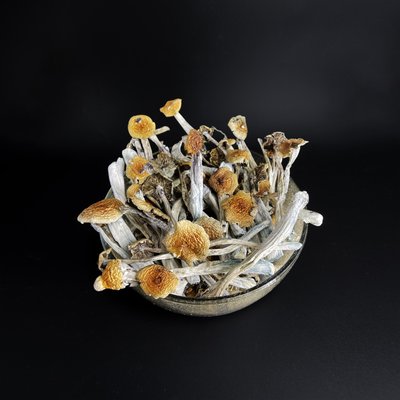 Malabar Coast Magic Shrooms - Malabar Magic Mushrooms aka Malabar Coast Magic Mushrooms (Psilocybe Cubensis Malabar) are known to be prolific fruiter and able to grow in warmer climates.
The effects of the Malabar Magic Mushroom can vary from person to person. Due to its high psilocin and psilocybin concentrations, the Malabar can take effects on the body and mind slowly but surely.
Expect Malabar Coast Magic Mushroom to have an above average potency Malabar Coast Magic Shrooms - Malabar Magic Mushrooms aka Malabar Coast Magic Mushrooms (Psilocybe Cubensis Malabar) are known to be prolific fruiter and able to grow in warmer climates.
The effects of the Malabar Magic Mushroom can vary from person to person. Due to its high psilocin and psilocybin concentrations, the Malabar can take effects on the body and mind slowly but surely.
Expect Malabar Coast Magic Mushroom to have an above average potency