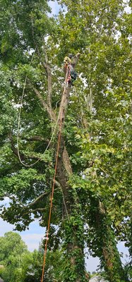 Tree limb removal - limb removal in Suffolk Tree limb removal - limb removal in Suffolk