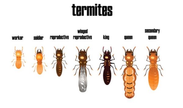 Termite Diagram - Termite Description Termite Diagram - Termite Description
