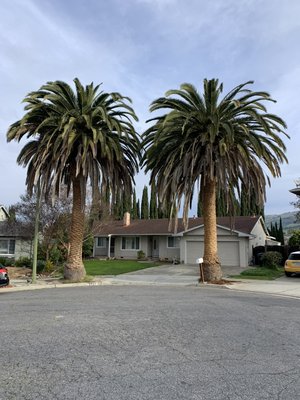 Palm tree trimming - Trimming dead palm fronds is essential to prevent them from becoming heavy and starting to “froth” — a term we use when they begin shedding on their own. If left untrimmed, these fronds can fall unpredictably, and in strong winds, they can become hazardous, potentially causing property damage or injury due to their weight. Palm tree trimming - Trimming dead palm fronds is essential to prevent them from becoming heavy and starting to “froth” — a term we use when they begin shedding on their own. If left untrimmed, these fronds can fall unpredictably, and in strong winds, they can become hazardous, potentially causing property damage or injury due to their weight.