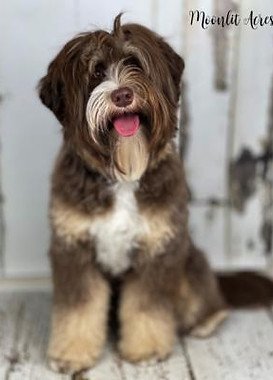 We are taking reservations for Summer/Fall 2022 litters!
Bo and Shelby’s puppies are due July 11th - Thanks to Moonlit Acres we are leasing one of Dana's girls this spring. Moonlit Acres My little Mustang, Shelby will be honeymooning with Mr. Bo Jangles! This pairing will produce an all chocolate litter! They should have white Mismarks, tuxedos, or partis, all will be phantom carriers. Much thanks to Moonlit Acres for sharing with us this spring! Puppies are due in July, puppy reservations are now open! We are taking reservations for Summer/Fall 2022 litters!
Bo and Shelby’s puppies are due July 11th - Thanks to Moonlit Acres we are leasing one of Dana's girls this spring. Moonlit Acres My little Mustang, Shelby will be honeymooning with Mr. Bo Jangles! This pairing will produce an all chocolate litter! They should have white Mismarks, tuxedos, or partis, all will be phantom carriers. Much thanks to Moonlit Acres for sharing with us this spring! Puppies are due in July, puppy reservations are now open!