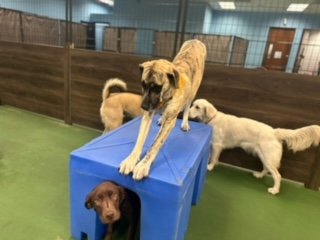 Doggy Daycare - At Daycare your dog will receive the optimum amount of play and exercise for his or her physical and mental well-being. They will have lots of similarly-sized playmates to romp with, but individual play is also available for less social or older dogs. The play area is continuously monitored by our staff, ensuring your dog is safe and having a fun experience. Doggy Daycare - At Daycare your dog will receive the optimum amount of play and exercise for his or her physical and mental well-being. They will have lots of similarly-sized playmates to romp with, but individual play is also available for less social or older dogs. The play area is continuously monitored by our staff, ensuring your dog is safe and having a fun experience.