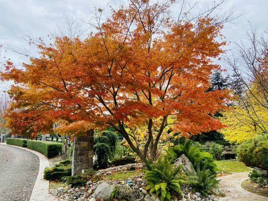 Color - ProScapes can help you plan for seasonal color as well as year-round enjoyment. Color - ProScapes can help you plan for seasonal color as well as year-round enjoyment.