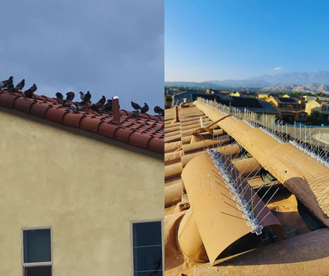 Bird Spikes Installation - SOLAR PANEL BIRD PROOFING
• Proper installation of wire mesh.
• Bird dropping cleaning.
• Covering the backyard with tarp. (if needed)
• Covering or moving the furniture. (if needed)
• Removal of bird nests under your solar panels.(if needed)
• Disposal of the bird droppings and other debris. ( Clients trash bin)
• Installing high quality wire mesh barriers and aluminum clips and UV resistant ties.
• Clearing the bird droppings and other debris around your house.
• 12 months material warranty.
• - Before and after pictures.
• Complementary Solar panel cleaning
Warranty clause for Bird proofing
• 12 months warranty.
• Warranty does not include natural disasters.
• Warranty does not include other contractors' mistakes.
BIRD SPIKES INSTALLATION
• Placement of the bird spikes on the surface.
• Align properly and cover the area where birds usually perch or roost.
• Spacing varies depending on the type of birds.
• Uses high quality materials and equipment.
• Allow the adhesive to dry and cure fully, which may take several hours.
• Clean up any excess adhesive or adhesive smudges promptly to maintain a neat appearance. Bird Spikes Installation - SOLAR PANEL BIRD PROOFING
• Proper installation of wire mesh.
• Bird dropping cleaning.
• Covering the backyard with tarp. (if needed)
• Covering or moving the furniture. (if needed)
• Removal of bird nests under your solar panels.(if needed)
• Disposal of the bird droppings and other debris. ( Clients trash bin)
• Installing high quality wire mesh barriers and aluminum clips and UV resistant ties.
• Clearing the bird droppings and other debris around your house.
• 12 months material warranty.
• - Before and after pictures.
• Complementary Solar panel cleaning
Warranty clause for Bird proofing
• 12 months warranty.
• Warranty does not include natural disasters.
• Warranty does not include other contractors' mistakes.
BIRD SPIKES INSTALLATION
• Placement of the bird spikes on the surface.
• Align properly and cover the area where birds usually perch or roost.
• Spacing varies depending on the type of birds.
• Uses high quality materials and equipment.
• Allow the adhesive to dry and cure fully, which may take several hours.
• Clean up any excess adhesive or adhesive smudges promptly to maintain a neat appearance.