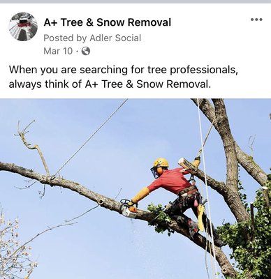 Tree removal, Tree trimming, and landscaping. - An arborist is the person you call when you need any tree services regarding anything cosmetic or related to the tree’s health and safety. Always call A+ Tree & Snow Removal! Tree removal, Tree trimming, and landscaping. - An arborist is the person you call when you need any tree services regarding anything cosmetic or related to the tree’s health and safety. Always call A+ Tree & Snow Removal!