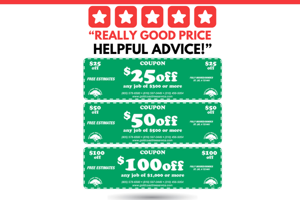 "Really Good Price. Helpful Advice!" - Full Review:

We had three huge podocarpus trees that grew until they were breaking up our adjacent cinder block wall. I called at least a half dozen companies and got quotes. I asked a lot of questions. Mike at Gold Coast not only had a really good price (as I found out) but he also provided some helpful advice about the broken wall and part of my house near the trees that looked like it was damaged. Jo Ann in the office was extremely helpful, responsive and efficient, taking care of things like forwarding proof of insurance, contacting utilities, etc. They came with a crane - they have their own, and didn't have to increase the price to rent one, like others did - because there was no other way to get to the trees. Unbelievable. They started at 7 am had the whole thing done by roughly 2 pm. I was impressed by every aspect of this company's work. I'm a real skeptic when it comes to contractors, but this company is stellar. I cannot recommend them highly enough. -David, Encino July 1, 2022

Gold Coast Tree Service provides tree pruning, tree topping, tree removal and stump grinding in Simi Valley, CA. Since 1986. (805) 578-6500