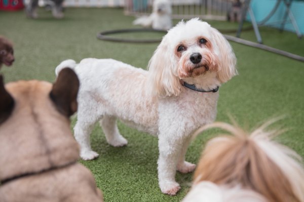 Doggy Day Care - At a doggie daycare in Korob Pet Hotel, you can rest assured that your four-legged friend will have a fun and safe play time! Dogs will play, make friends, and get plenty of physical activity to keep them healthy and strong. We have everything we need for recreation and fun games for your pets to enjoy. The friendly dogs at our facilities can play together, and they are separated by size and temperament so that your puppy can safely play with other dogs! Doggy Day Care - At a doggie daycare in Korob Pet Hotel, you can rest assured that your four-legged friend will have a fun and safe play time! Dogs will play, make friends, and get plenty of physical activity to keep them healthy and strong. We have everything we need for recreation and fun games for your pets to enjoy. The friendly dogs at our facilities can play together, and they are separated by size and temperament so that your puppy can safely play with other dogs!