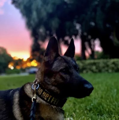 K-9 Services - Our trained K-9 units provide an elite layer of detection and deterrence for high-risk environments. From narcotics and explosives searches to patrol, each dog is professionally handled and mission-ready. K-9 Services - Our trained K-9 units provide an elite layer of detection and deterrence for high-risk environments. From narcotics and explosives searches to patrol, each dog is professionally handled and mission-ready.