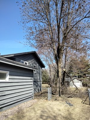tree removal - tree removal and stump grinder tree removal - tree removal and stump grinder