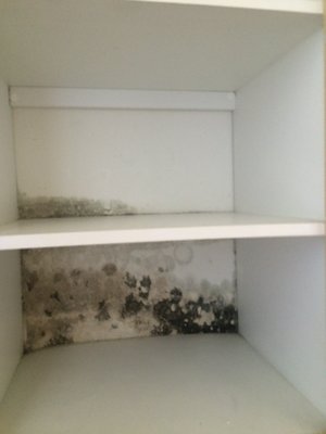 Mold and Water Damage 2 - Here are some of the Mold and Water Damage projects that we can handle. Mold and Water Damage 2 - Here are some of the Mold and Water Damage projects that we can handle.