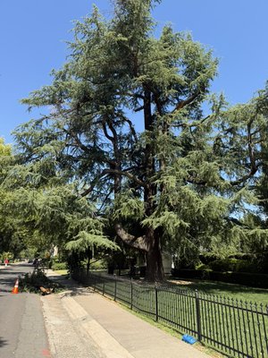 Large Deodar Cedar Tree Removal - This customer called us out to remove his large Deodar Cedar Tree. This big project required skill and the right equipment. Check out the pictures of how we methodically removed this tree.