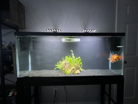 55 gallon minimalist goldfish tank - This customer wanted something simple and effective for their two goldfish. We created a bare aquascape with just a centerpiece and minimal hazards. Heavy filtration and lots of care keep these beauties going!