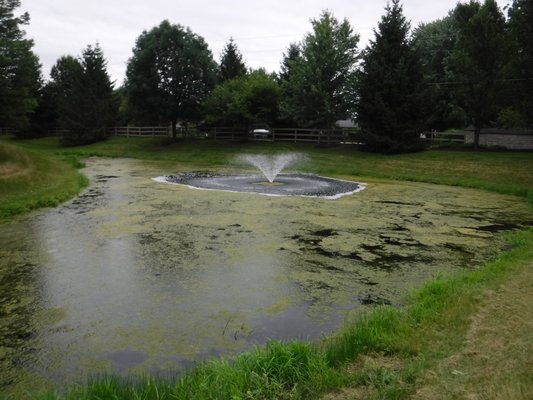 Seeing is Believing - HOA community experienced filamentous algae bloom. High pressure pump system was used to inject/distribute product into body of water. Two applications were needed to completely get algae under control. After first application only 15% of algae was needed to be re-treated. Seeing is Believing - HOA community experienced filamentous algae bloom. High pressure pump system was used to inject/distribute product into body of water. Two applications were needed to completely get algae under control. After first application only 15% of algae was needed to be re-treated.