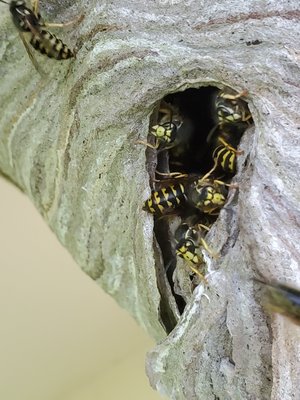 Yellow Jacket nest in eaves - A customer on Camano Island had a Yellow Jacket nest hanging in their eaves above a door way. So, they called me out to remove it quickly. I used mainly a special vacuum to remove most of the wasps. After which I cleaned off the residue in the eaves for a clean look. They were very appreciative of my service that they posted a review on my website www.keepwaspsaway.com Yellow Jacket nest in eaves - A customer on Camano Island had a Yellow Jacket nest hanging in their eaves above a door way. So, they called me out to remove it quickly. I used mainly a special vacuum to remove most of the wasps. After which I cleaned off the residue in the eaves for a clean look. They were very appreciative of my service that they posted a review on my website www.keepwaspsaway.com