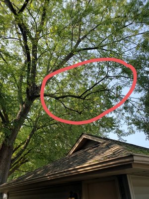 silver Maple - trimming silver Maple over deck and garage silver Maple - trimming silver Maple over deck and garage