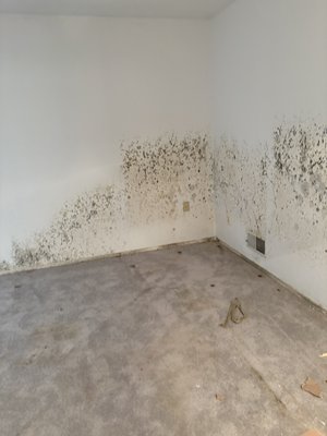 Basement mold remediation - Pipe burst in basement area and was left alone for months. Resulting in a massive amount of mold damage.