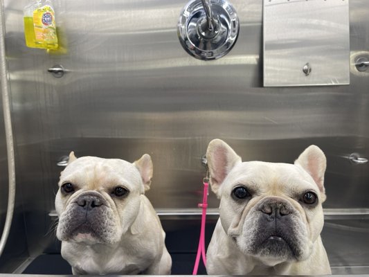 Basic Groom - Includes a hydrobath & fluff dry , facial scrub, nails, anal gland expression, ear cleaned and plucked.
Priced by breed, size and condition Basic Groom - Includes a hydrobath & fluff dry , facial scrub, nails, anal gland expression, ear cleaned and plucked.
Priced by breed, size and condition